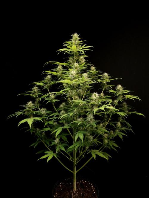 Auto Wappa 2. Week 9