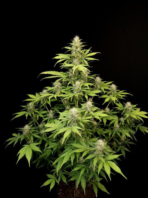 Auto Wappa 2. Week 9