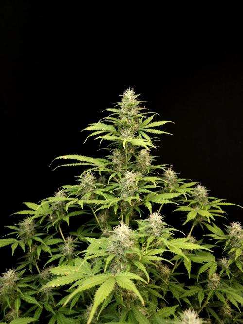 Auto Wappa 2. Week 9