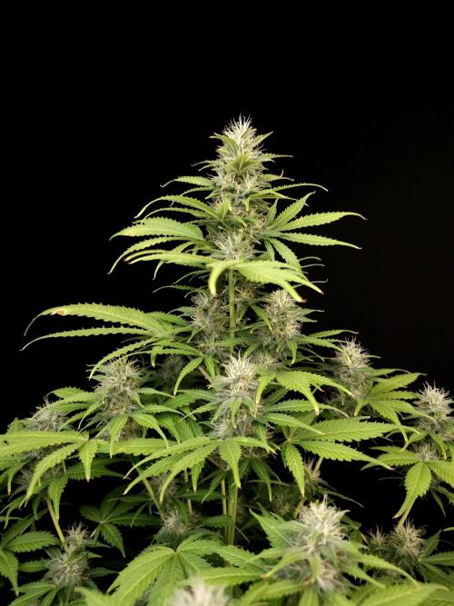 Auto Wappa 2. Week 9