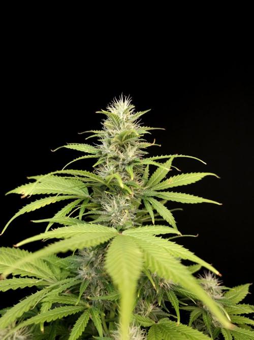 Auto Wappa 2. Week 9