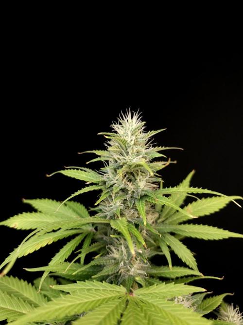 Auto Wappa 2. Week 9