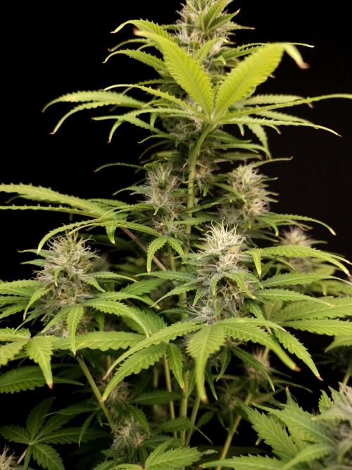 Auto Wappa 2. Week 9