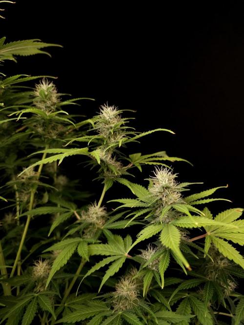 Auto Wappa 2. Week 9