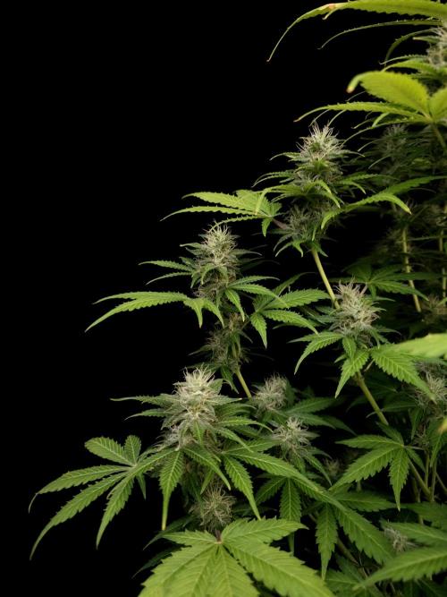 Auto Wappa 2. Week 9