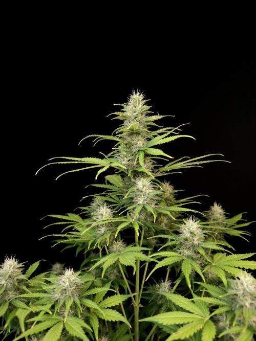 Auto Wappa 2. Week 9