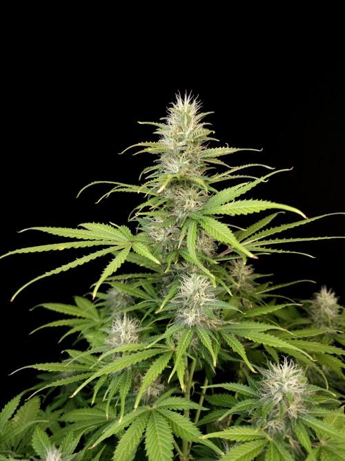 Auto Wappa 2. Week 9