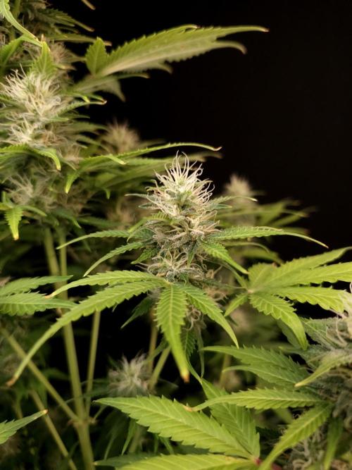 Auto Wappa 2. Week 9