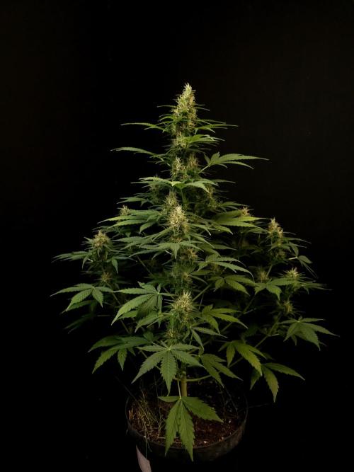 Pandora auto 1. Week 9