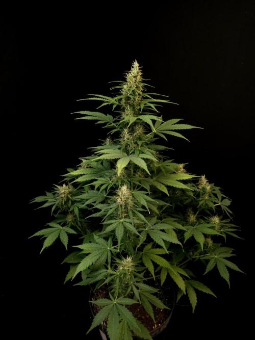 Pandora auto 1. Week 9