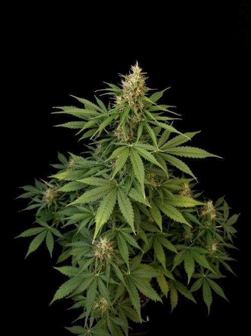 Pandora auto 1. Week 9