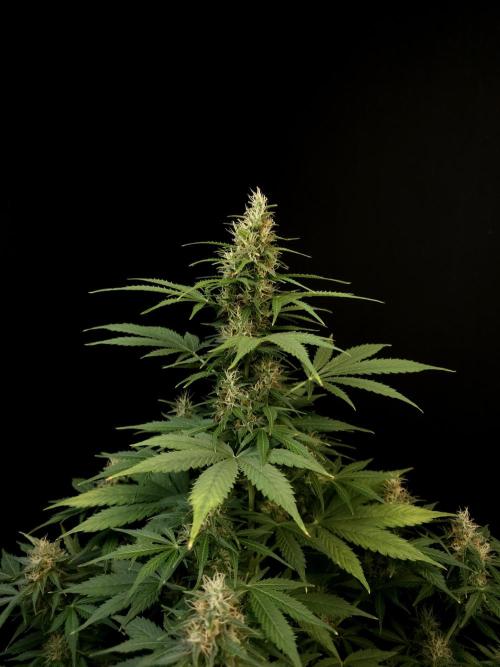 Pandora auto 1. Week 9