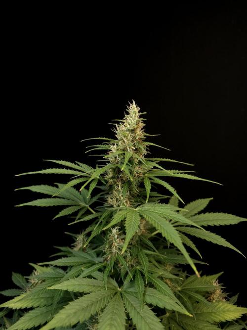 Pandora auto 1. Week 9