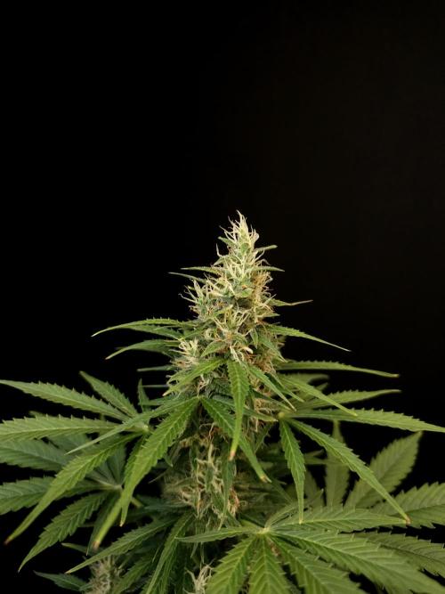 Pandora auto 1. Week 9