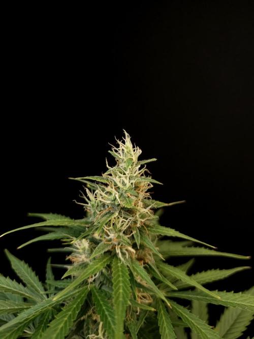 Pandora auto 1. Week 9