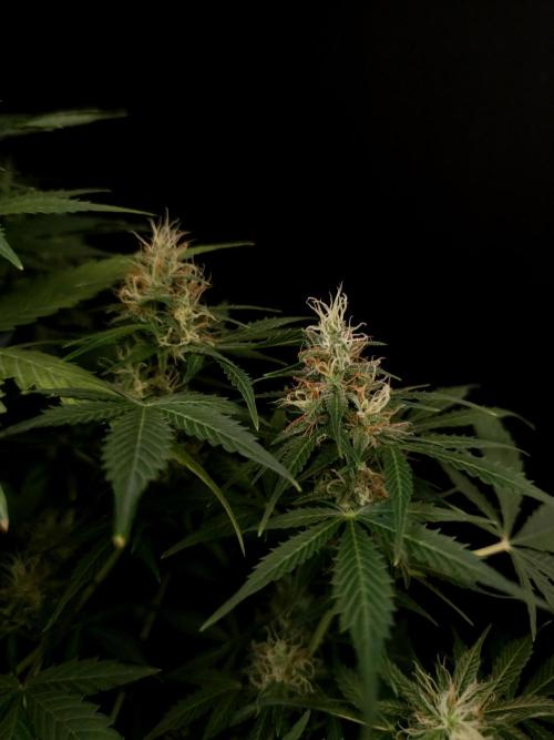 Pandora auto 1. Week 9