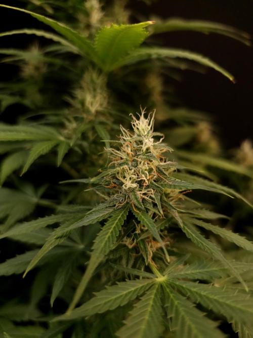 Pandora auto 1. Week 9