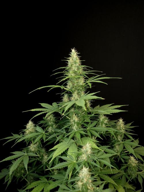 Pandora auto 1. Week 9