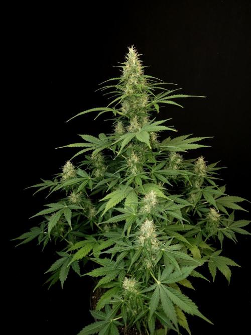 Pandora auto 1. Week 9