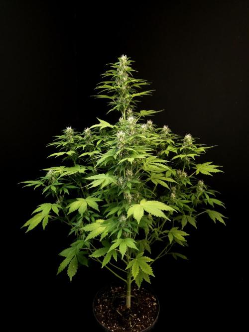 Pandora auto 2. Week 9