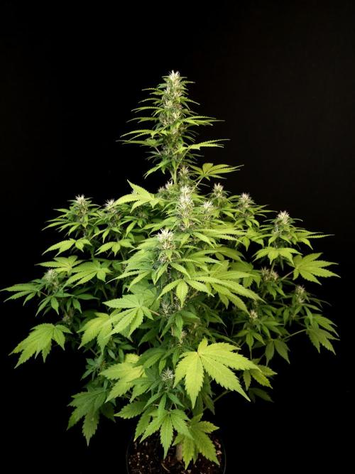 Pandora auto 2. Week 9