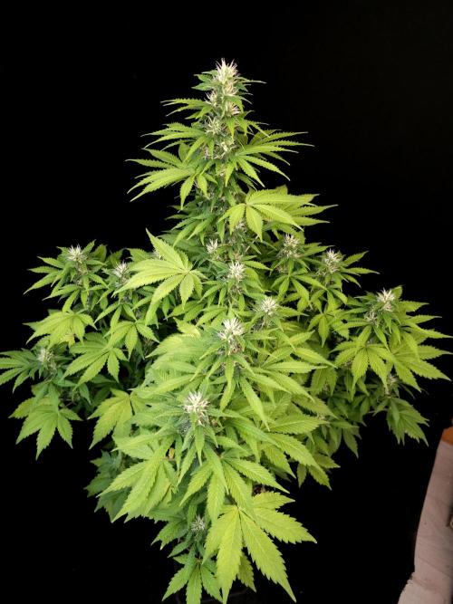 Pandora auto 2. Week 9