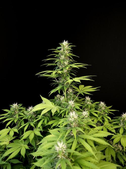 Pandora auto 2. Week 9