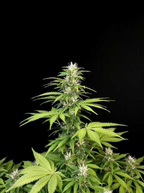 Pandora auto 2. Week 9