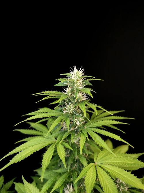 Pandora auto 2. Week 9