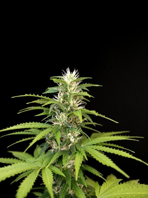 Pandora auto 2. Week 9