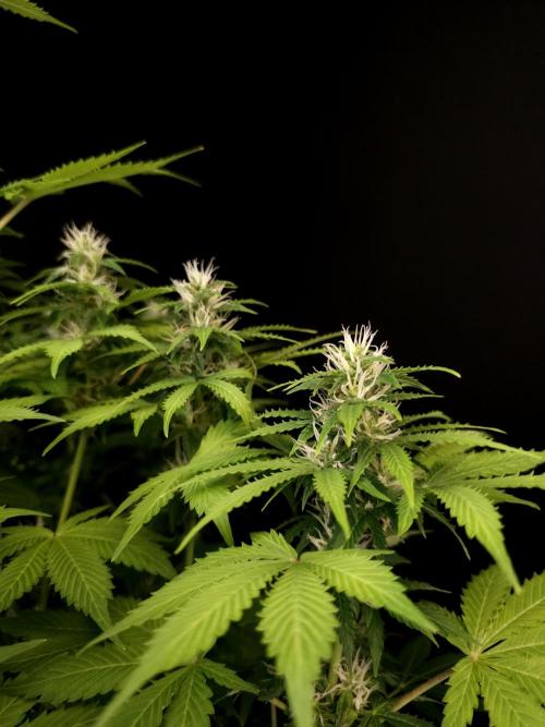 Pandora auto 2. Week 9