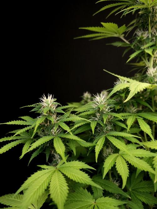 Pandora auto 2. Week 9