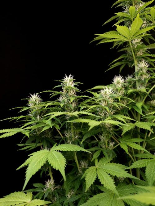 Pandora auto 2. Week 9