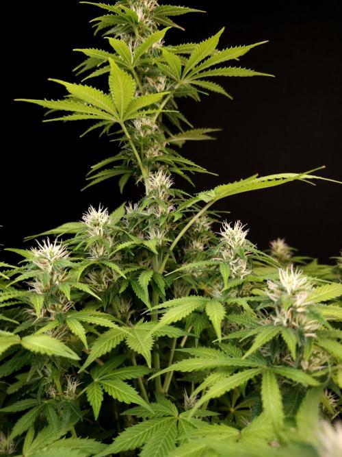 Pandora auto 2. Week 9