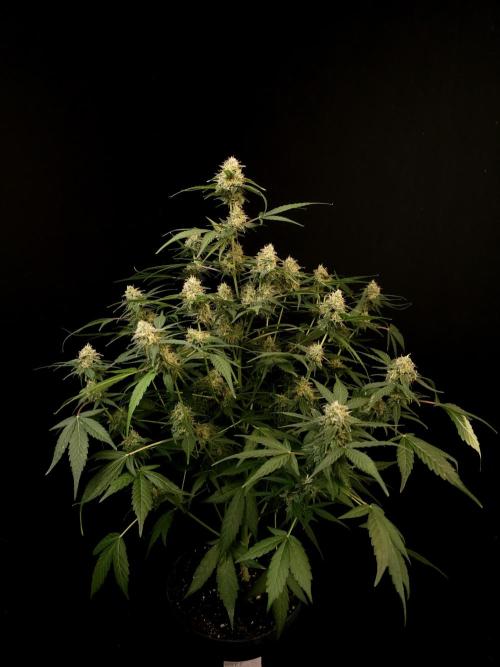 Vertigo Auto 1. Week 9