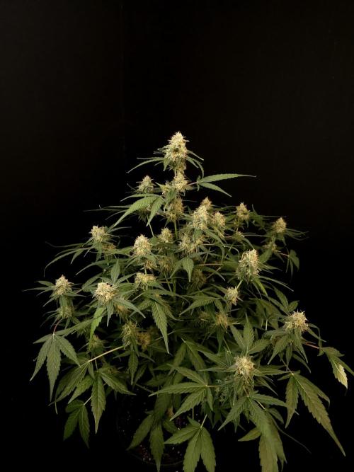 Vertigo Auto 1. Week 9