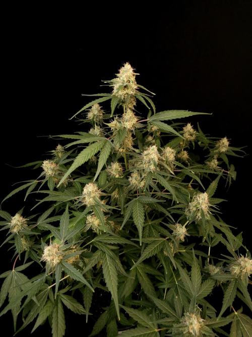 Vertigo Auto 1. Week 9