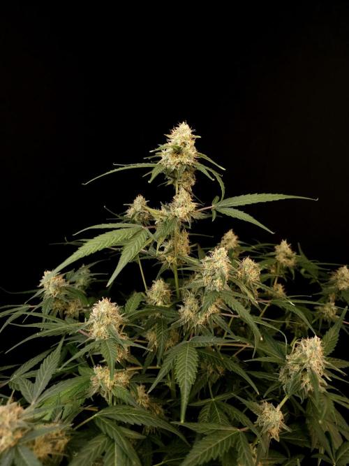 Vertigo Auto 1. Week 9