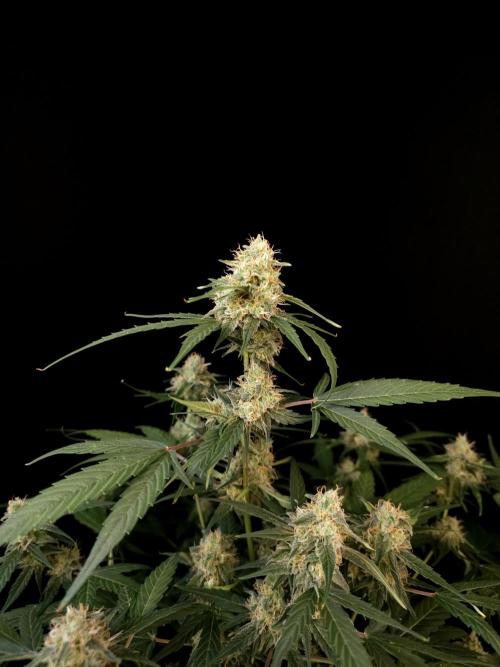 Vertigo Auto 1. Week 9