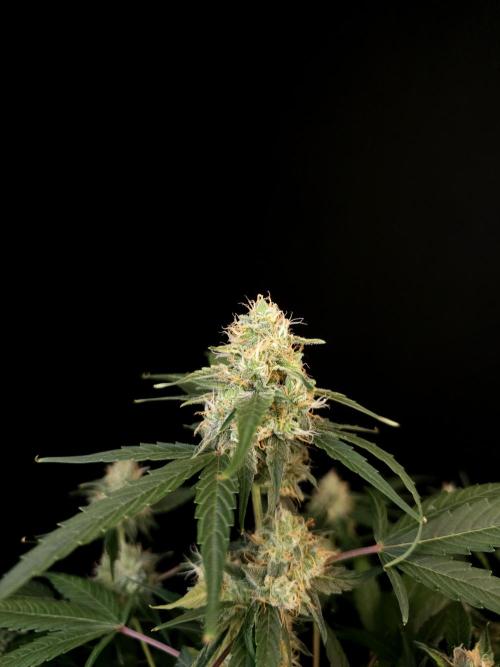 Vertigo Auto 1. Week 9