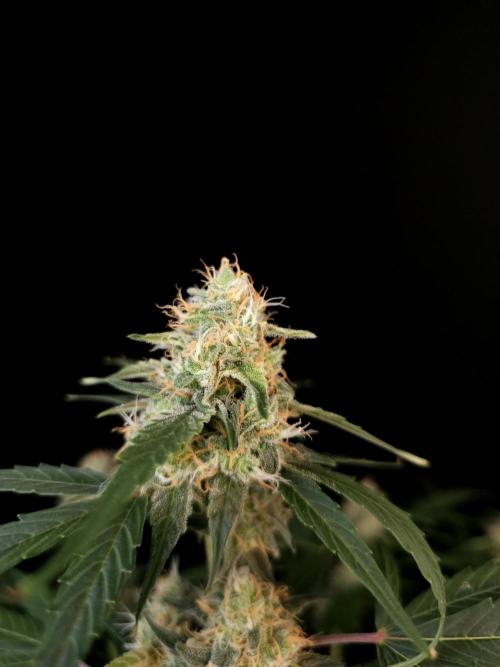 Vertigo Auto 1. Week 9