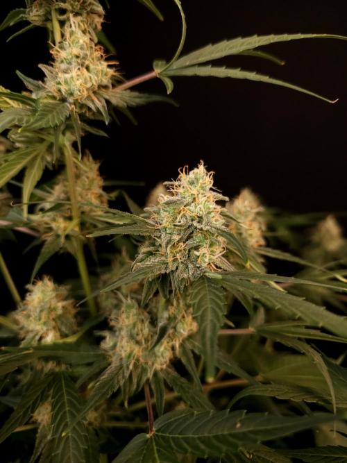 Vertigo Auto 1. Week 9