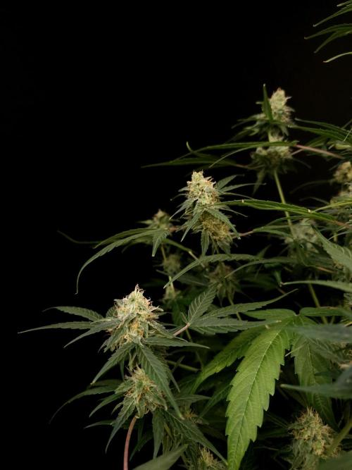 Vertigo Auto 1. Week 9