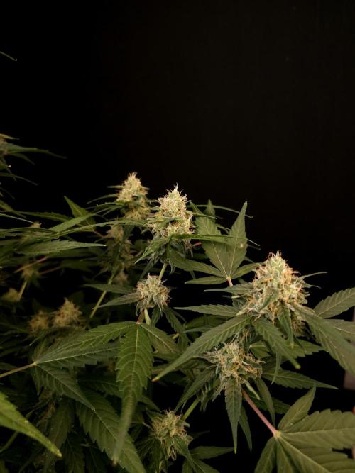 Vertigo Auto 1. Week 9