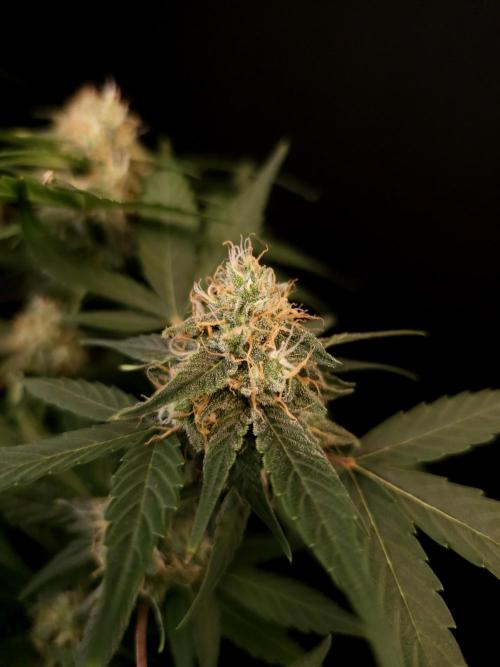 Vertigo Auto 1. Week 9