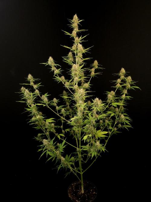 Vertigo Auto 2. Week 9