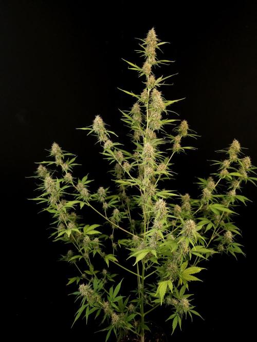 Vertigo Auto 2. Week 9