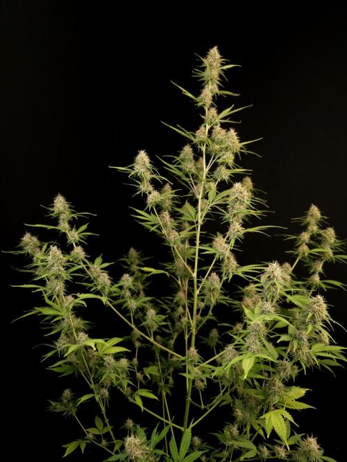 Vertigo Auto 2. Week 9