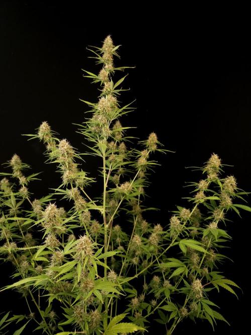 Vertigo Auto 2. Week 9