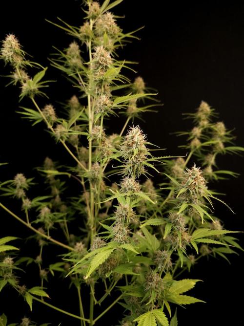 Vertigo Auto 2. Week 9